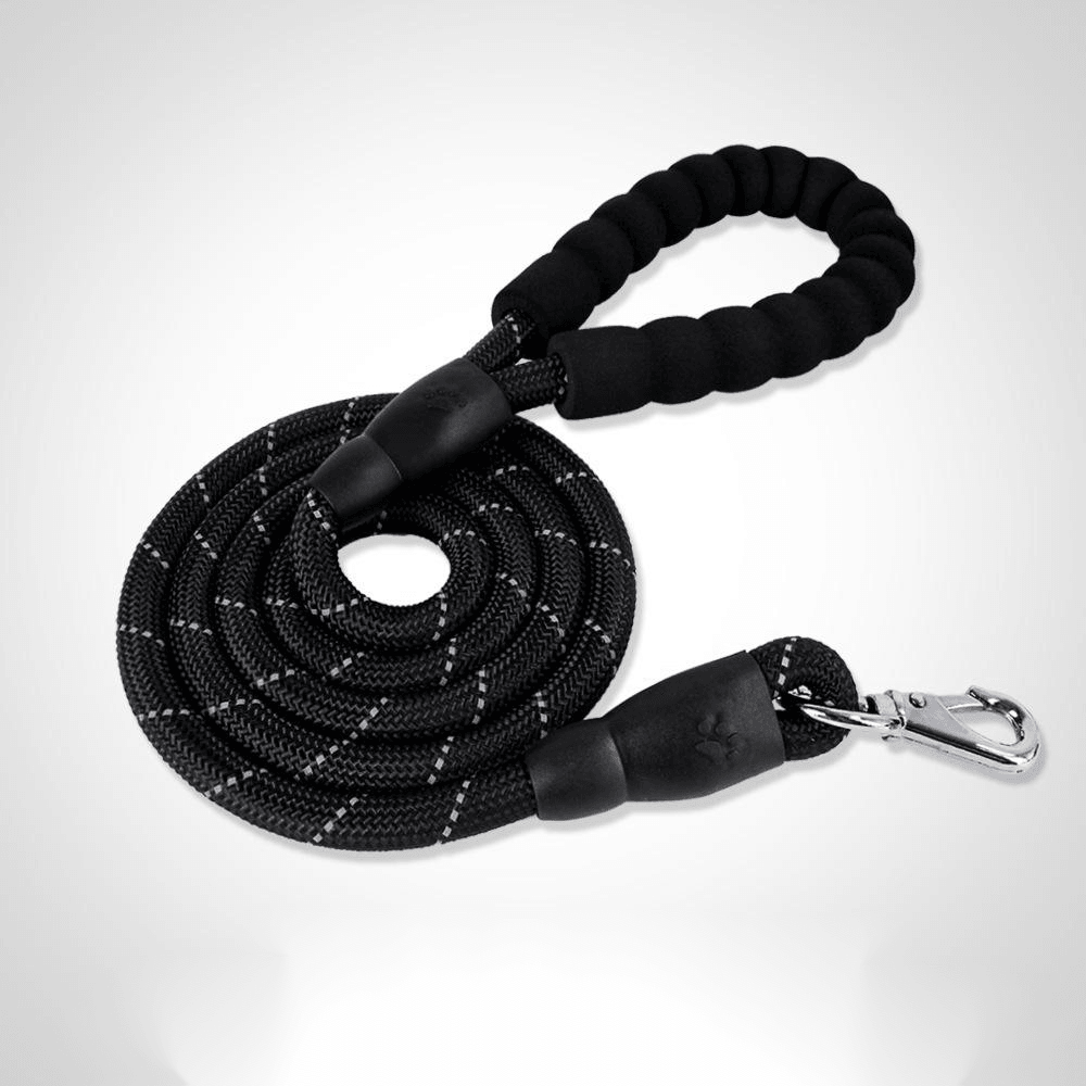 Ensemble Collier et Laisse en Nylon Premium pour Chien - Accessoires Animaux